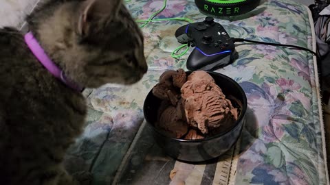 #002: A pawfull of chocolate ice-cream. 08-20-2025