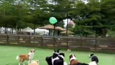 Dogs vs. Balloon: The Ultimate Popping Challenge!