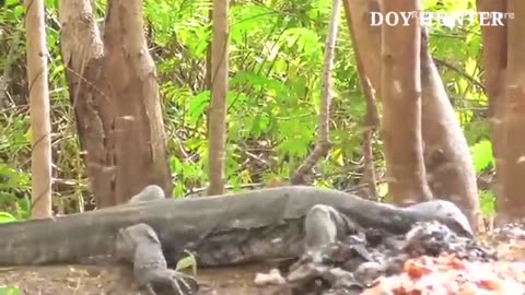 Video_4K__How_Do_American_Hunters_And_Farmers_Deal_With_Million_Of_Wild_Boar_And_Komodo_Dragon