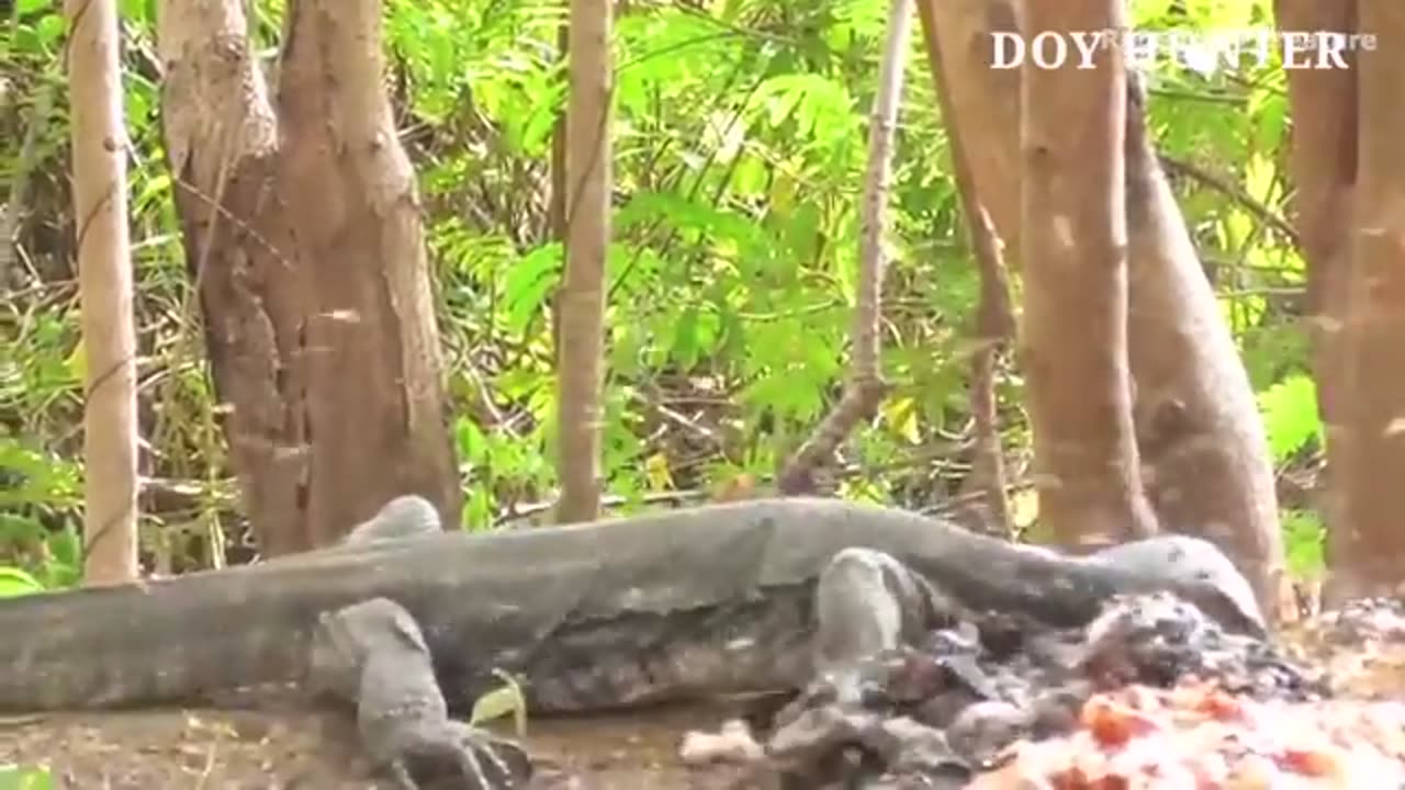 Video_4K__How_Do_American_Hunters_And_Farmers_Deal_With_Million_Of_Wild_Boar_And_Komodo_Dragon