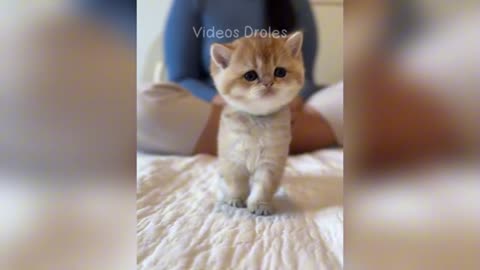 Essayer De Ne Pas Rire 😂 Meilleurs Chiens et Chats Drôles 😹🐶 P