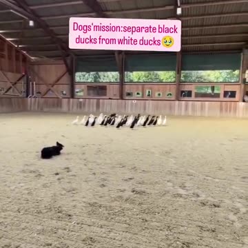 I need more based doggos in my life