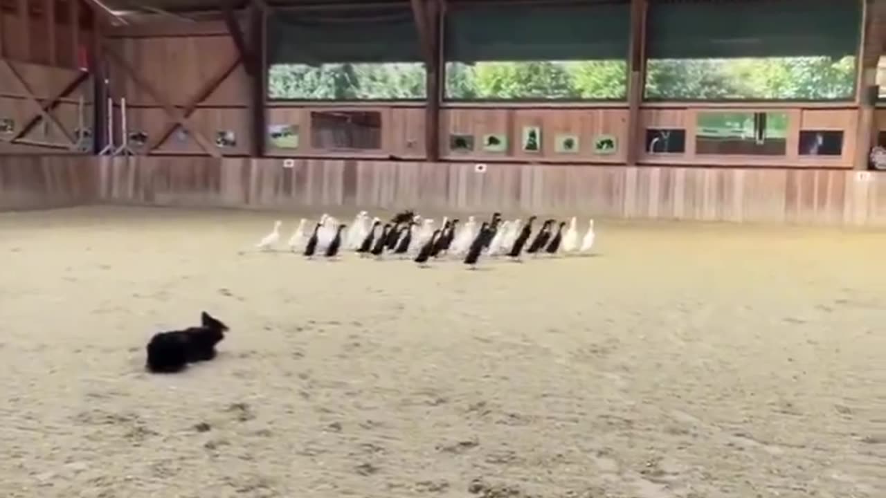I need more based doggos in my life