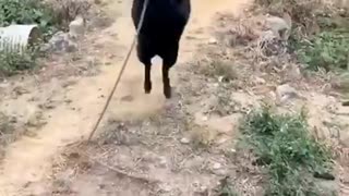 Woe Day 70. I am in the ark. Waiting for GOD to open the Door for a spring/summer Pentecost rapture