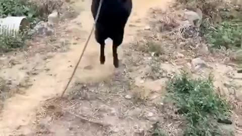 Woe Day 70. I am in the ark. Waiting for GOD to open the Door for a spring/summer Pentecost rapture