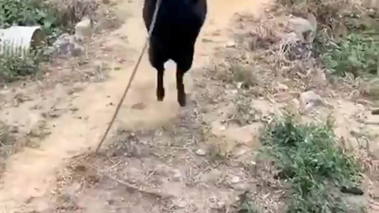 Woe Day 70. I am in the ark. Waiting for GOD to open the Door for a spring/summer Pentecost rapture