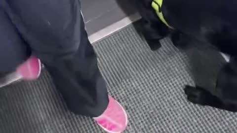 🐶🇷🇺 Ukraine Russia War | Russian Dog in Prosthetics | RCF