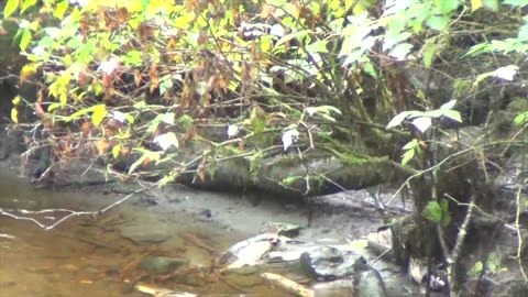Alaska Bear Videos