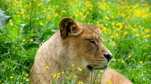 "Don't decrease the goal. Increase the effort."