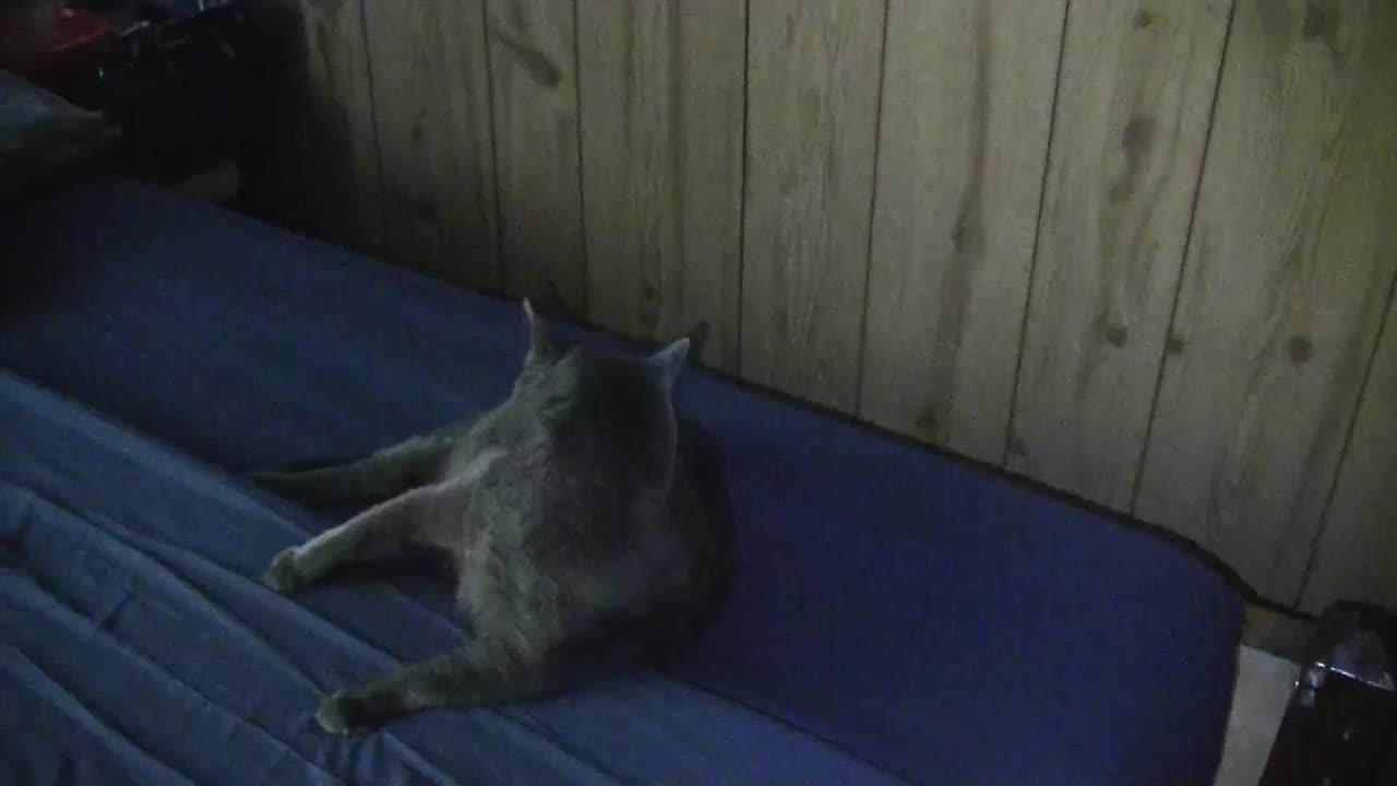 The Before Days: Monkey is a Useless Cat