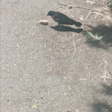 Blackbird kissena