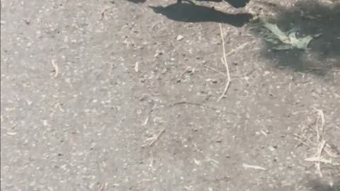 Blackbird kissena