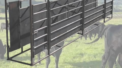 American-Made Adjustable Alleyway