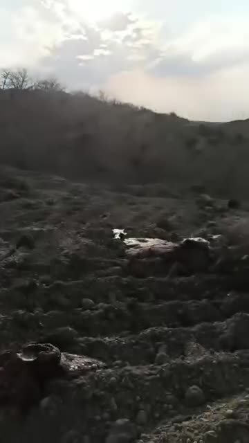 Hegyeshalomnál az elföldelt marhatetemek