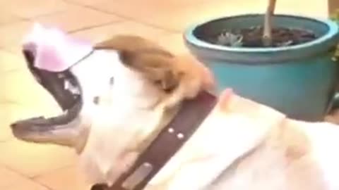 Funny dog video