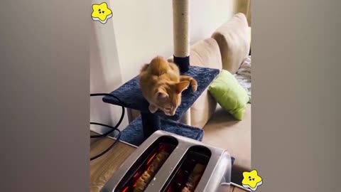 Funny Animal seri 15