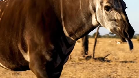 Okapi.