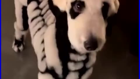 Give a Dog a Bone 🦴