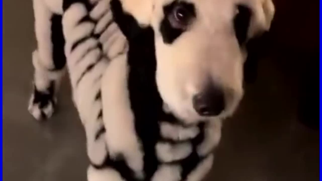 Give a Dog a Bone 🦴