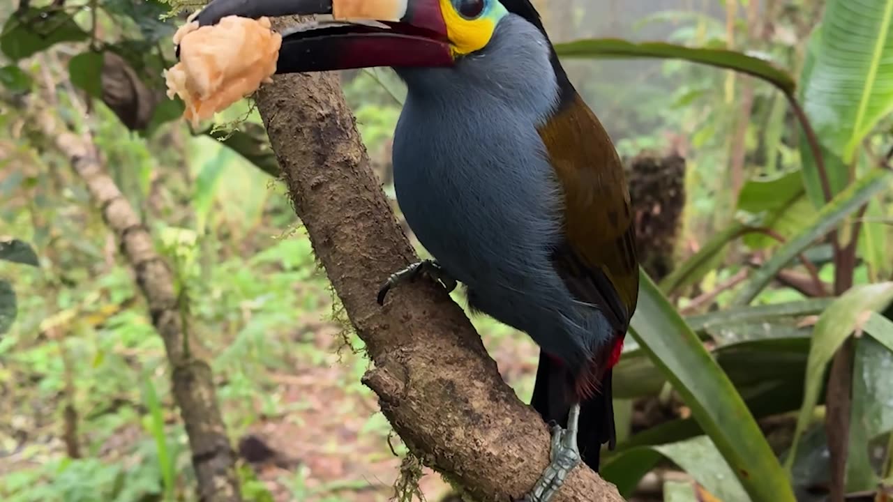 Toucan Takes Bite Of Banana