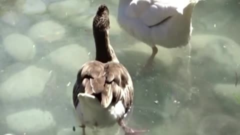 goose