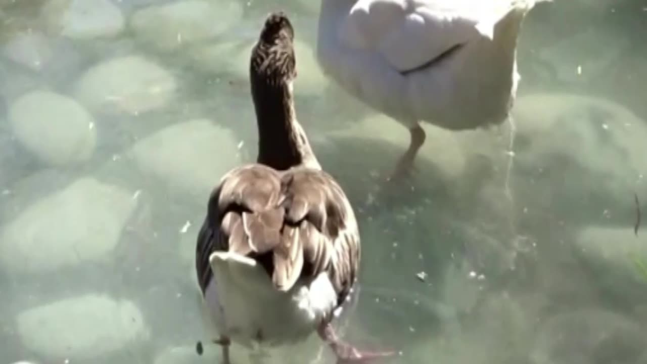 goose
