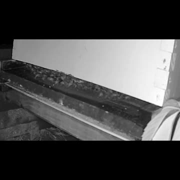 Monday Morning Peek long cut