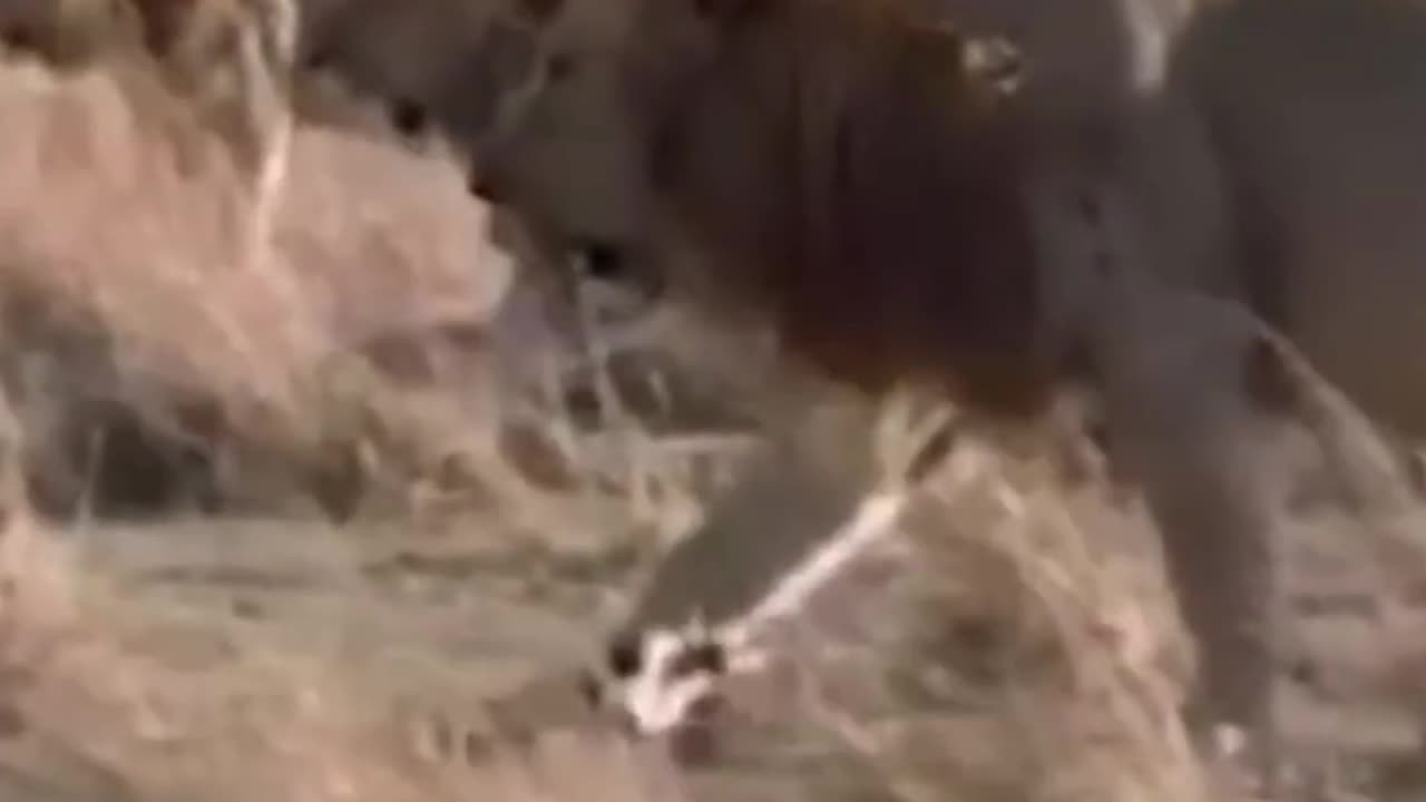 Duniya ka sabse Khatarnak Lion jisne 400+ Hyenas ko maara | Story of Scarface in Hindi