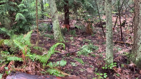 edith moulton trail patrol 3290230948