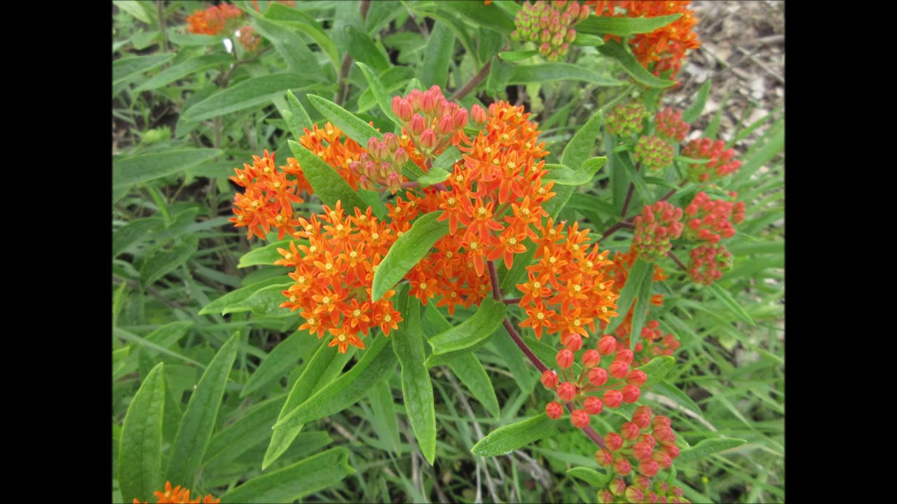 Lets Face It Pleurisy Root June 2022