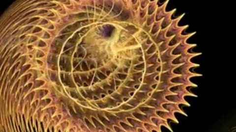 ElectricFlockis Morning Coffee Lofi