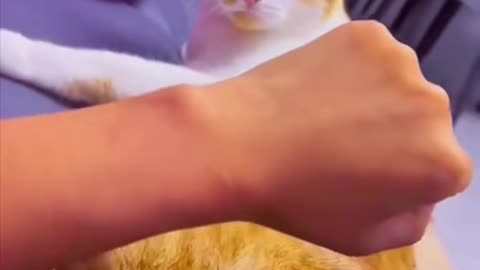 funny cats