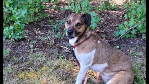 Bella's Big Adventures - Shiloh Battlefield National Park