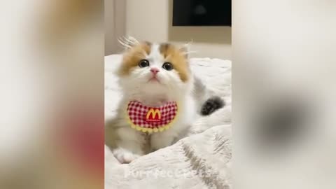 You Laugh You Lose 😅 Best Funny Cats and Dogs Videos 😹🐶 Perfect Pets