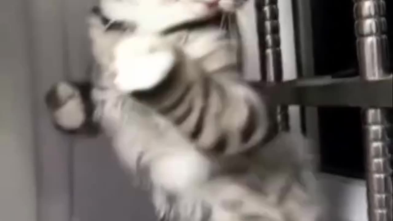 Funny animals