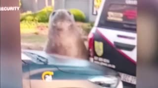 Elephant seal gets stranded in south African suburb