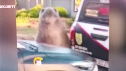 Elephant seal gets stranded in south African suburb
