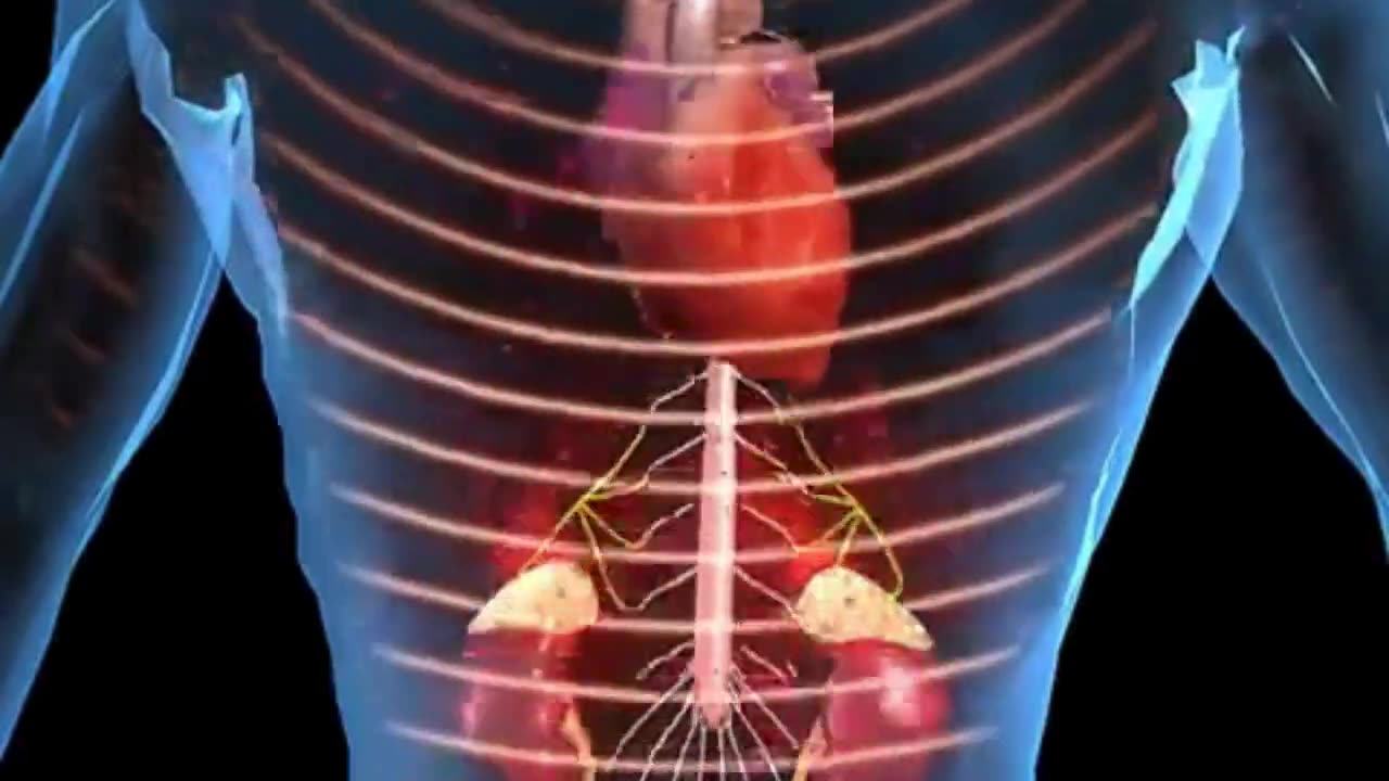 Adrenaline Unleashed: 15 Mind-Blowing Facts About Your Body's Ultimate Superfuel! 💥🧠