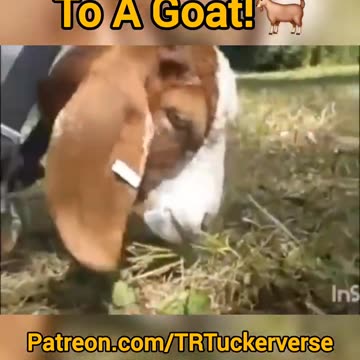 #J3ffBob 🐐 #professionalwrestling #prowrestling #Wrestling #SportsEntertainment #WWE #WWENXT #AEW