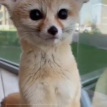 A Very Cute Desert Fox: Would You Have the Courage to Adopt? 🦊💖