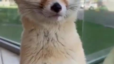 A Very Cute Desert Fox: Would You Have the Courage to Adopt? 🦊💖