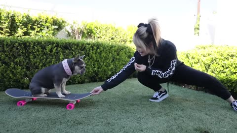 Just Me Teaching My Dog To Skateboard - YouTube