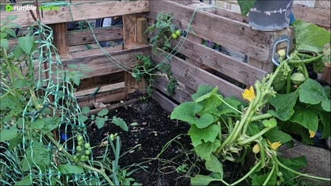 Join me in the garden 🌱 making space for new plants to go in.