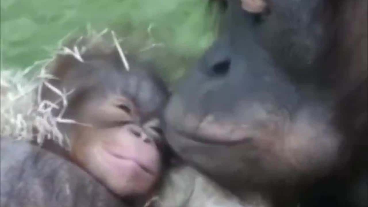 Mommy orangutan and her baby.. 😊