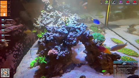 24/7 Real Live Reef Stream