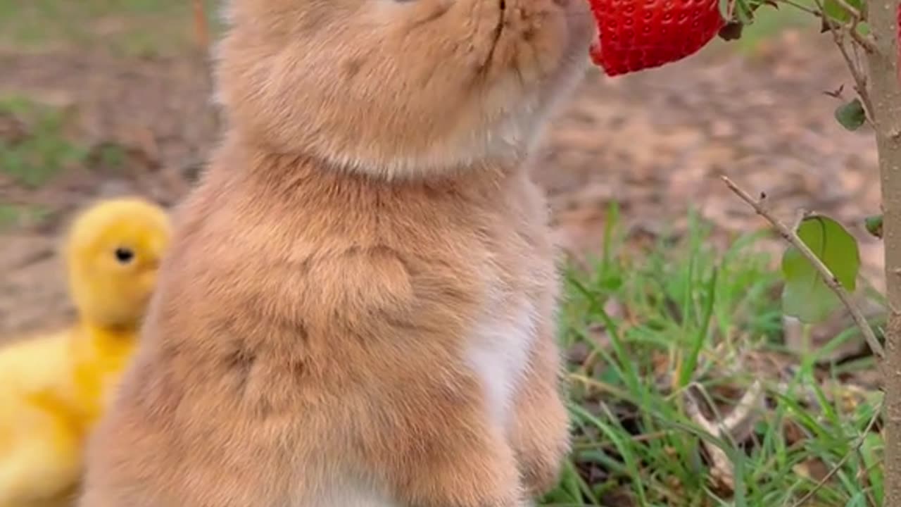 Cute rabit