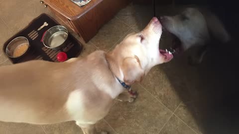 These weird dogs will have you rolling