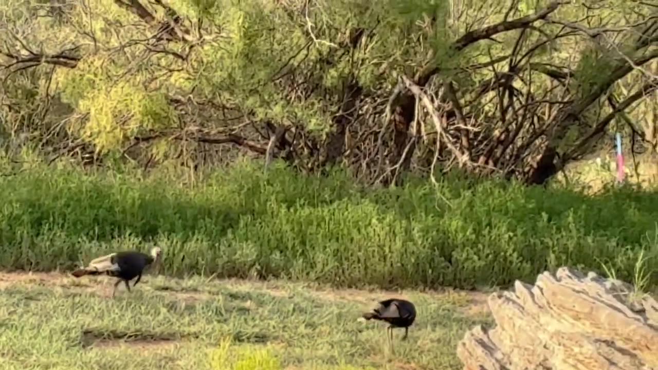 Palo Duro Canyon S.P. TX #3 Wild Turkeys