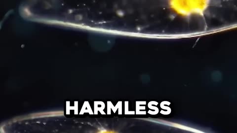 Why This Water Glows In The Dark