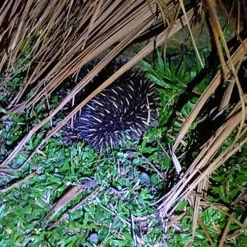 17.5.2025 Echidna
